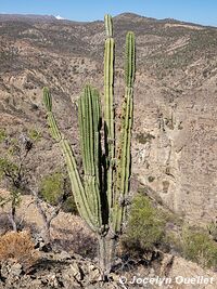 Trail from Palacio Tambo to Tarvita - Bolivia