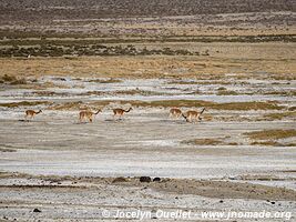 Lauca National Park - Chile