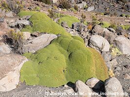 Lauca National Park - Chile