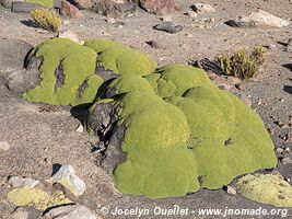 Lauca National Park - Chile