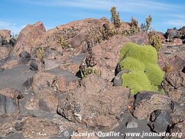 Lauca National Park - Chile