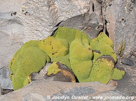 Lauca National Park - Chile