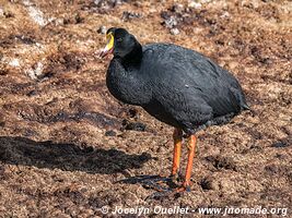 Lauca National Park - Chile