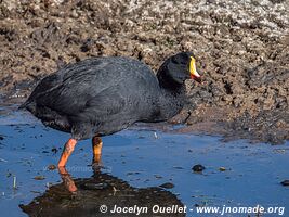 Lauca National Park - Chile