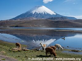 Lauca National Park - Chile