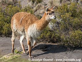 Lauca National Park - Chile