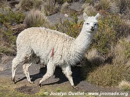 Lauca National Park - Chile