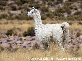 Réserve nationale Las Vicuñas - Chili