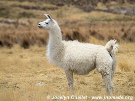 Réserve nationale Las Vicuñas - Chili