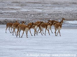 Salar de Surire - Chili