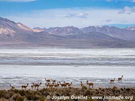 Salar de Surire - Chile