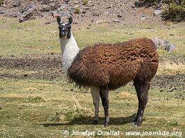 Isluga Volcano National Park - Chile