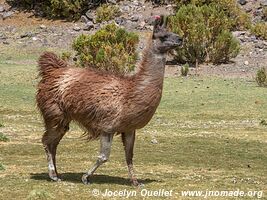 Isluga Volcano National Park - Chile