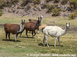 Isluga Volcano National Park - Chile