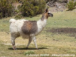 Isluga Volcano National Park - Chile