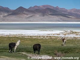 Salar de Huasco - Chili