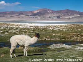 Salar de Huasco - Chile