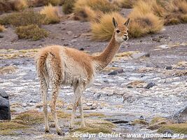 El Tatio Geysers - Chile