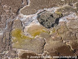 El Tatio Geysers - Chile