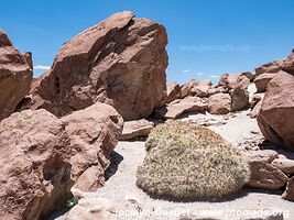 Yerba Buena Petroglyphs - Chile