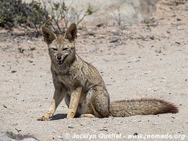 Llanos de Challe National Park - Chile