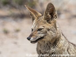 Llanos de Challe National Park - Chile