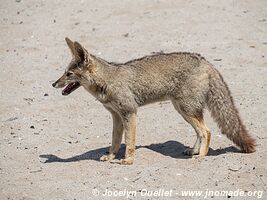 Llanos de Challe National Park - Chile