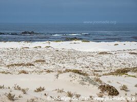 Llanos de Challe National Park - Chile