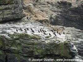 Réserve nationale Pingüino de Humboldt - Chili