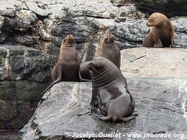 Pingüino de Humboldt National Reserve - Chile