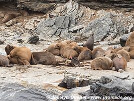 Pingüino de Humboldt National Reserve - Chile