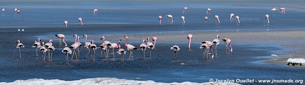 Salar de Huasco - Chile