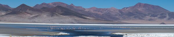 Salar de Huasco - Chili