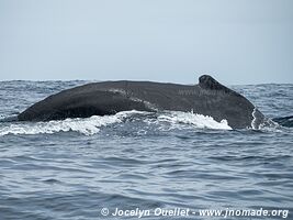 Isla de la Plata - Ecuador