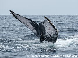 Isla de la Plata - Ecuador