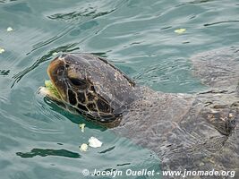 Isla de la Plata - Ecuador