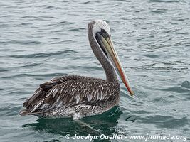 Isla de la Plata - Ecuador