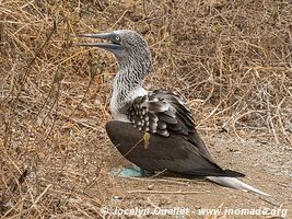 Isla de la Plata - Ecuador