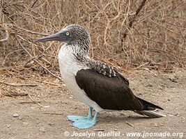 Isla de la Plata - Ecuador