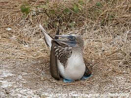 Isla de la Plata - Ecuador