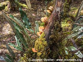 Cajas National Park - Ecuador