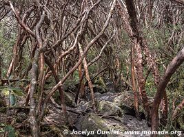 Parc national Cajas - Équateur