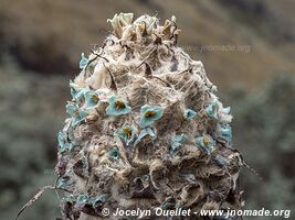 Cajas National Park - Ecuador