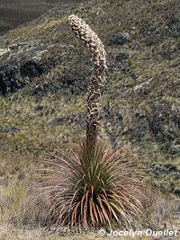 Parc national Cajas - Équateur