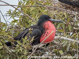 Isla de la Plata - Ecuador