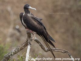 Isla de la Plata - Ecuador