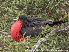 Isla de la Plata - Ecuador