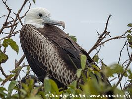 Isla de la Plata - Ecuador