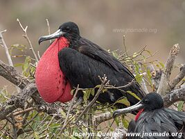 Isla de la Plata - Ecuador