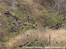 Isla de la Plata - Ecuador